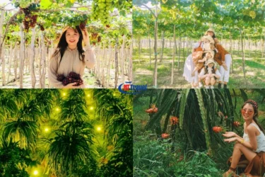 Ngày 03 Nha Trang – Vườn Nho Ninh Thuận – TP.HCM (Ăn sáng, trưa) (1)