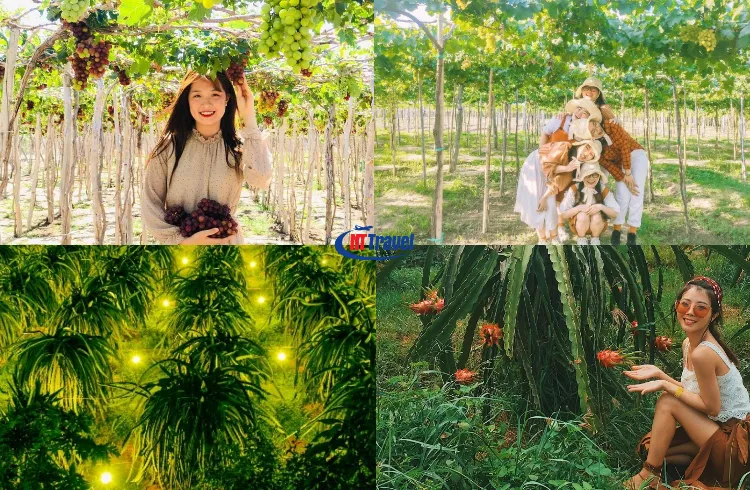 Ngày 03 Nha Trang – Vườn Nho Ninh Thuận – TP.HCM (Ăn sáng, trưa) (1)
