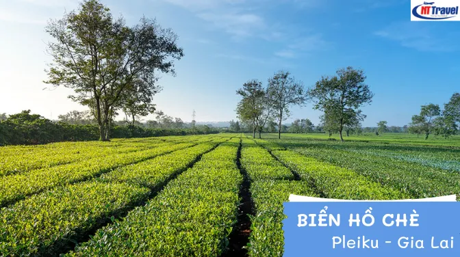 Tại Sao Biển Hồ Chè Được Mệnh Danh Là “Đồi Trà Đẹp Nhất Tây Nguyên”?