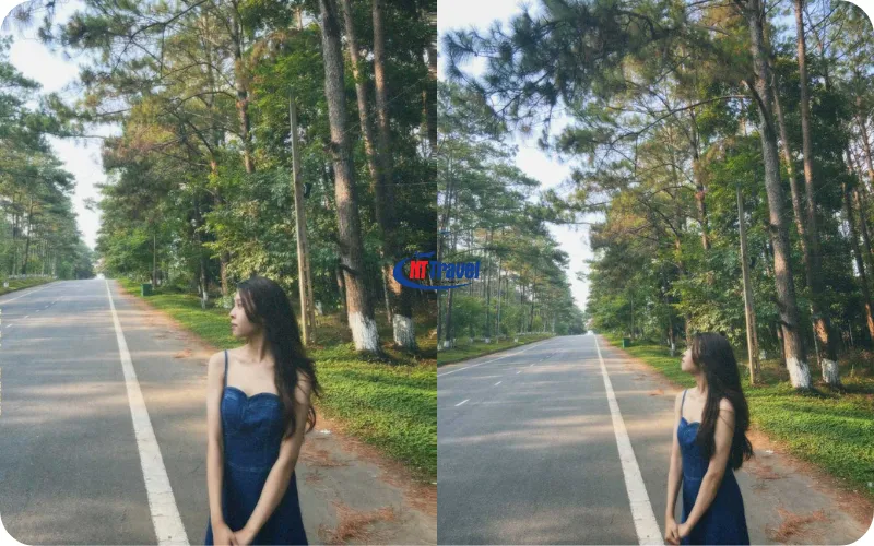 Giới Thiệu Về Rừng Thông Măng Đen
