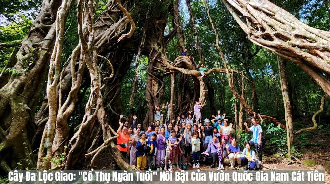 Cây Đa Lộc Giao Cổ Thụ Ngàn Tuổi Nổi Bật Của Vườn Quốc Gia Nam Cát Tiên