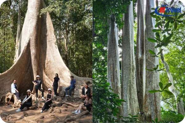 Gợi Ý Các Cây Cổ Thụ Khác Tại Vườn Quốc Gia Nam Cát Tiên