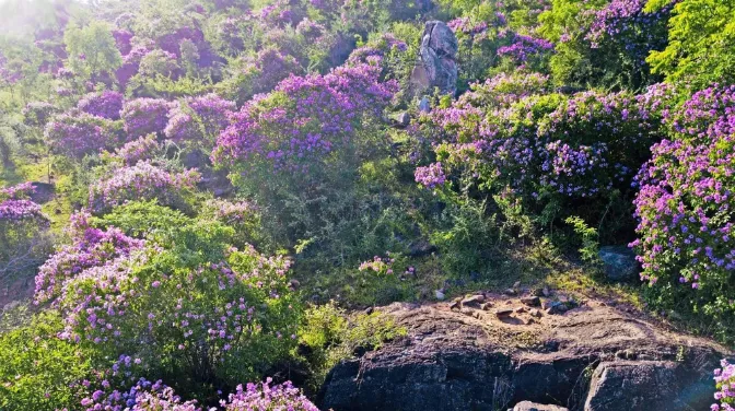Rừng Bằng Lăng Đà Cộ: “Báu Vật” Nhuộm Tím Cung Đường Trekking Nam Cát Tiên