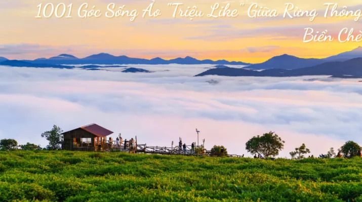 Check-in Đồi Chè Cầu Đất 1001 Góc Sống Ảo Triệu Like Giữa Rừng Thông & Biển Chè