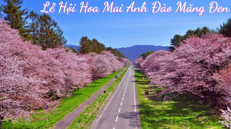 Lễ Hội Hoa Mai Anh Đào Măng Đen