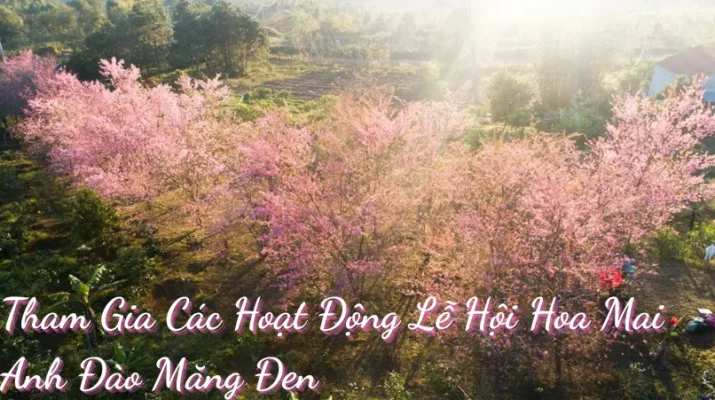 Tham Gia Lễ Hội Hoa Mai Anh Đào Măng Đen 2026 - Các Hoạt Động Không Nên Bỏ Lỡ