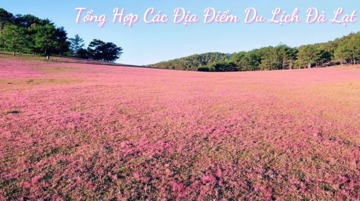 Tổng Hợp Các Địa Điểm Du Lịch Đà Lạt 2026: Sắp Xếp Theo 5 Cung Đường Thuận Tiện Nhất