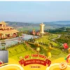 Tour Tết 2026 - Tour Đà Lạt 4 Ngày 3 Đêm - Du Lịch Xứ Sở Ngàn Hoa - Săn Mây Đồi Chè Cầu Đất - Samten Hill - Puppy Farm - Xóm Lèo - Vườn Hồng Trên Mây