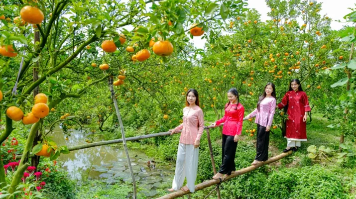 Vườn Quýt Hồng Năm Tiệm (Lai Vung): Sắc "Cam" Rực Rỡ Đón Tết Sớm Miền Tây