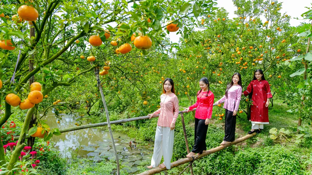 Vườn Quýt Hồng Năm Tiệm (Lai Vung): Sắc "Cam" Rực Rỡ Đón Tết Sớm Miền Tây