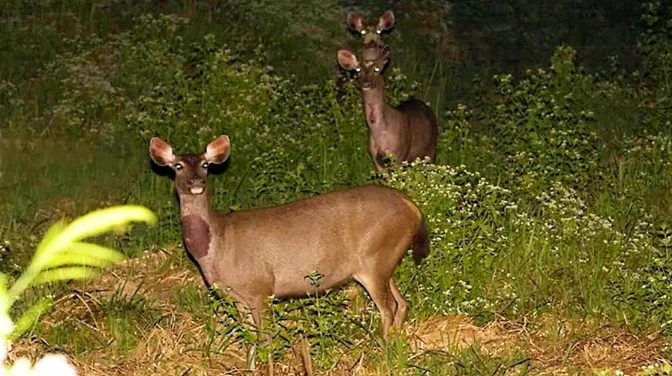 Xem Thú Đêm Nam Cát Tiên – Trải Nghiệm Safari Đêm Độc Đáo Nhất Miền Nam: Giá Vé, Lịch Trình Chi Tiết