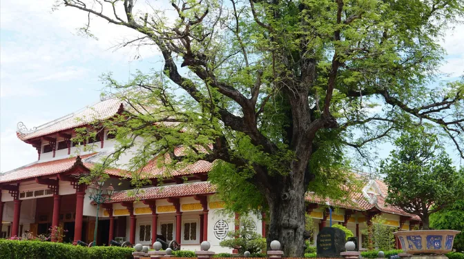Cây Me Cổ Thụ