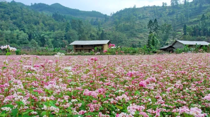 Cánh Đồng Hoa Tam Giác Mạch