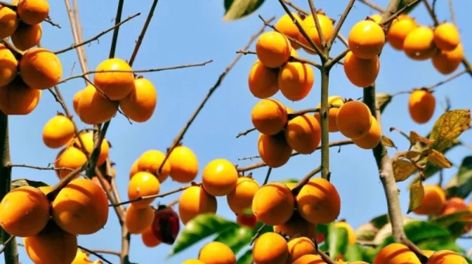 Hồng Không Hạt Quản Bạ