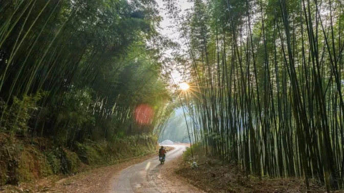 Rừng Trúc Lũng Pán