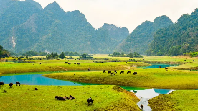 Thảo Nguyên Đồng Lâm