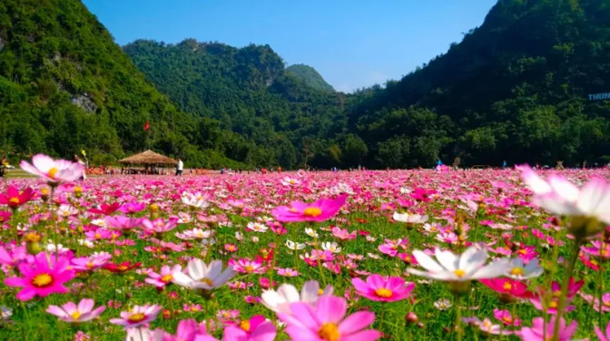 Thung Lũng Hoa Bắc Sơn Và Tam Giác Mạch